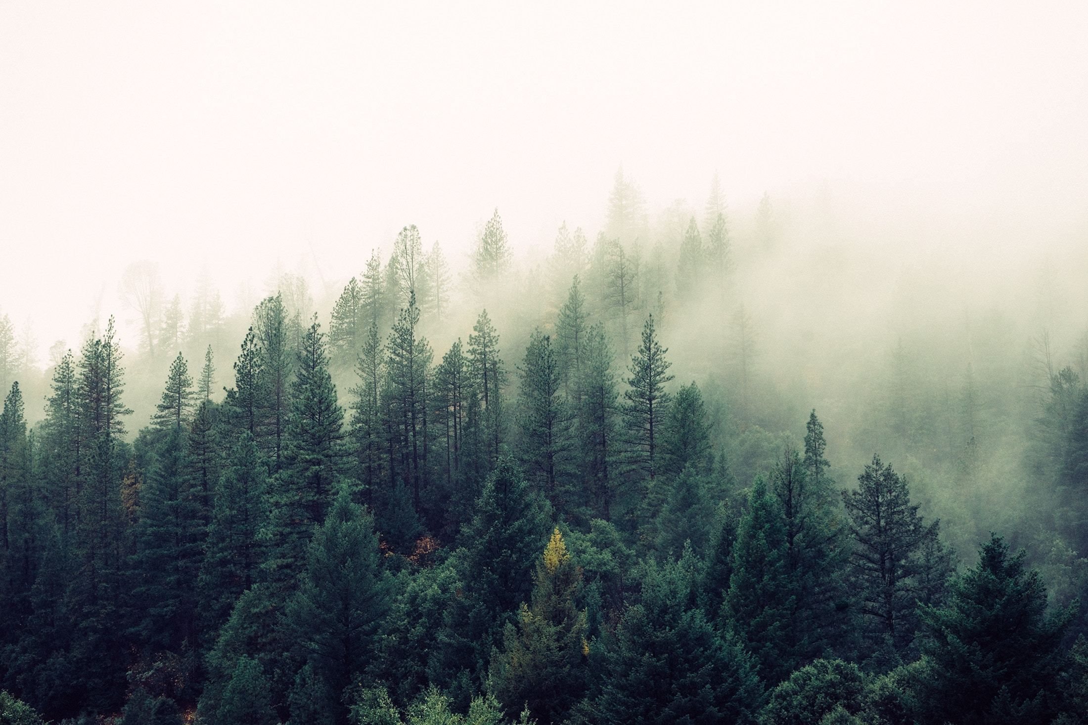 A foggy forest with trees in the background.